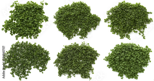 ivy, collection of lush climbing plants, generative ai, isolated on white background