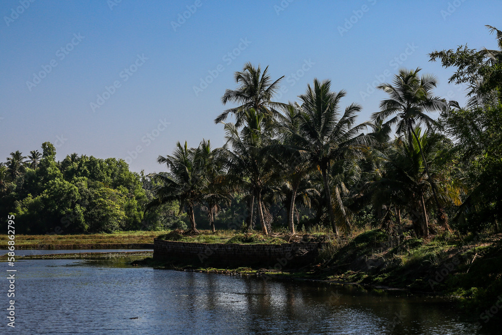 Dense Tropical Forest. Landscape with Lake, Green Fern Trees, Palms, Without People.