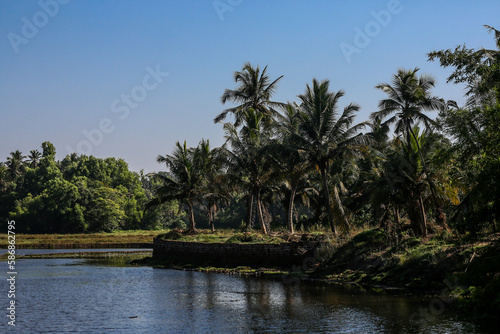 Dense Tropical Forest. Landscape with Lake  Green Fern Trees  Palms  Without People.
