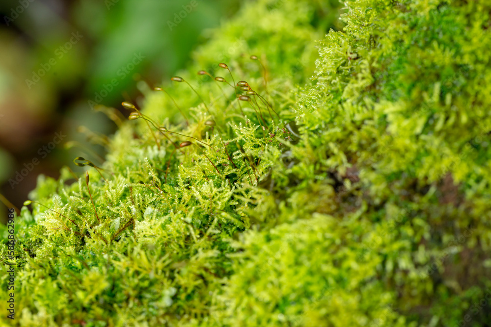 Photo of moss in forest Photo of moss in forest