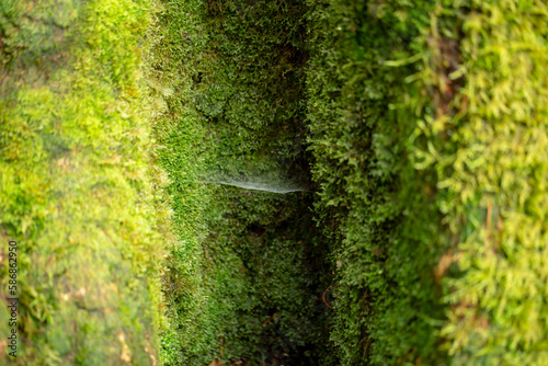 Photo of moss in forest