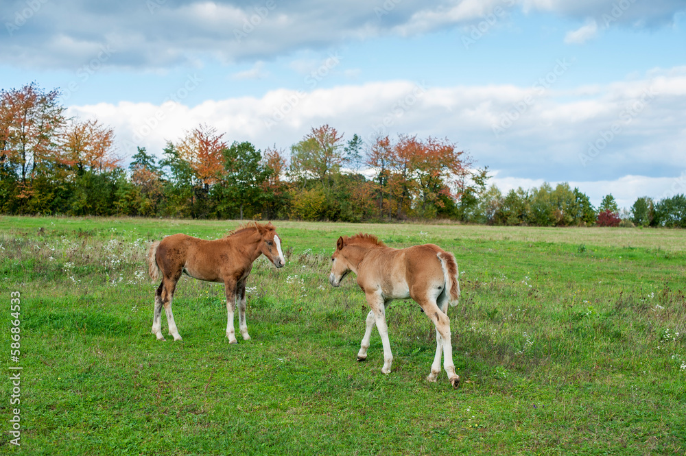 Foals graze and rest in the pasture