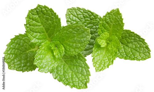 Fresh mint leaves isolated