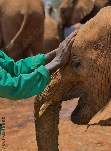 a keeper lovingly pats the head of an orphaned elephant bonding and giving emotional support at the Sheldrick Wildlife Trust Orphanage, Nairobi Nursery Unit, Kenya