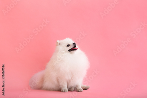 Dog breed pomeranian spitz funny sits on a pink background © Denis