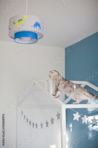 Grey cat on the childs bed photo