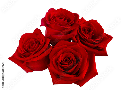 beautiful bouquet of red roses arrangement isolated on white background