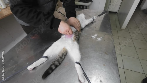 vet using a razor to shave the abdomen area of ​​a cat, prior to ovarial removal surgery photo