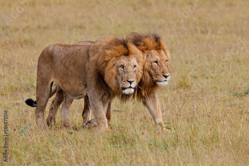 Lion brotherhood. Male lions walking on the plains of the Masai Mara National Reserve in Kenya