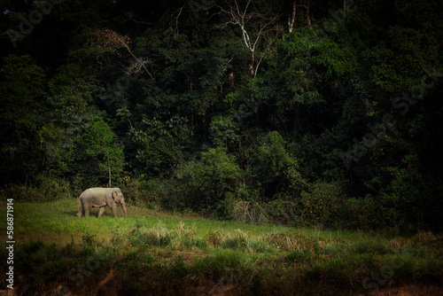 male asia elephant walking alone at khaoyai national park thailand