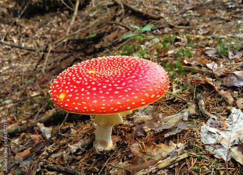 Big beautiful fly agaric in the forest