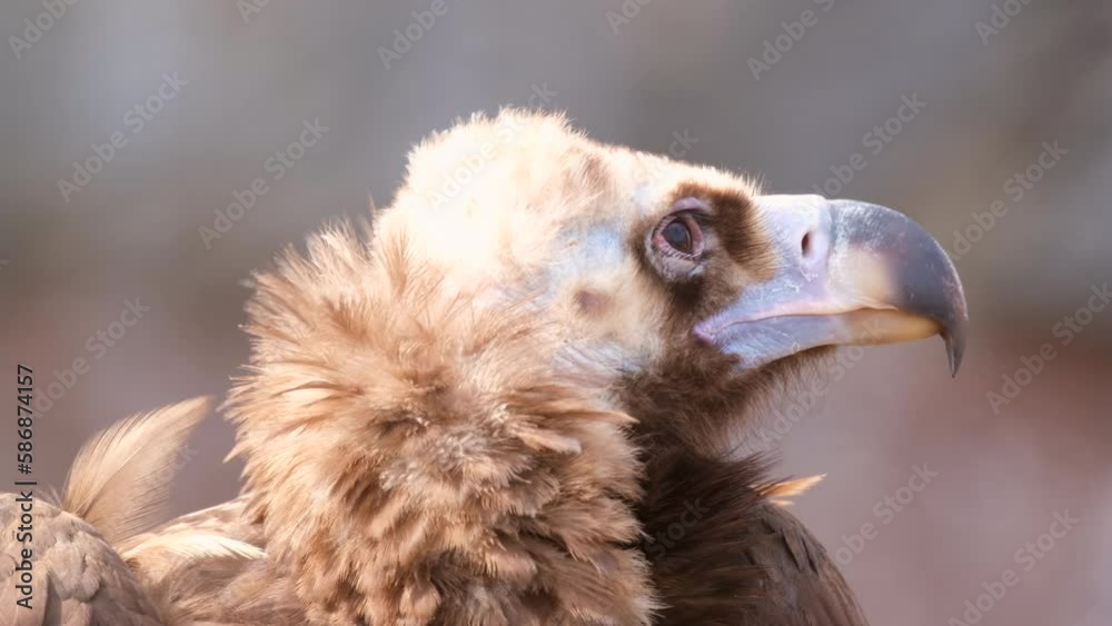 The detail of the head of cinereous vulture. Aegypius monachus or black vulture, monk vulture, or eurasian black vulture The detail of the head of cinereous vulture. Aegypius monachus or black vulture, monk vulture, or eurasian black vulture