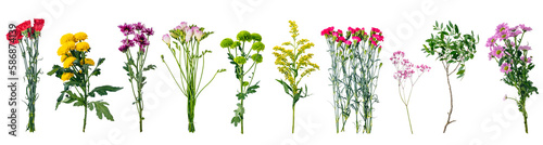 Canvas Print Wild flowers collection, set isolated on transparent white background