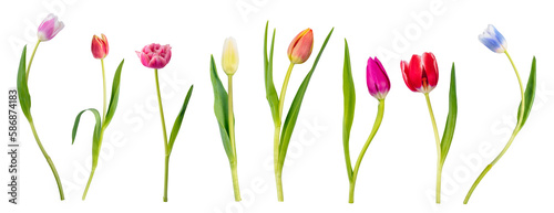Single tulip flowers collection, set isolated on transparent white background #586874183