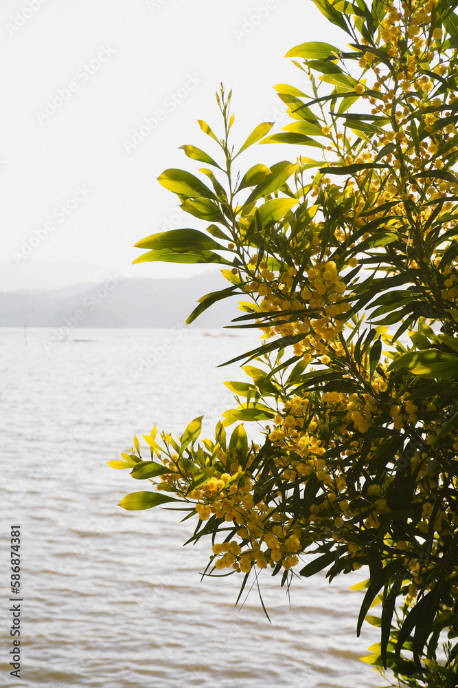Obraz premium mimose tree