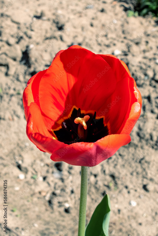 Red tulip and green grass close up Red tulip and green grass close up