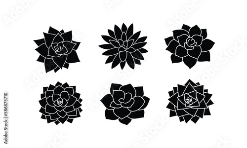 Set of Echeveria icons. Succulent variations.