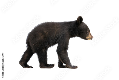 an isolated baby black bear cub walking, side-view, Alaskan, horizontal, mountain-themed photorealistic illustration on a transparent background in PNG. Ursus americanus. Generative AI