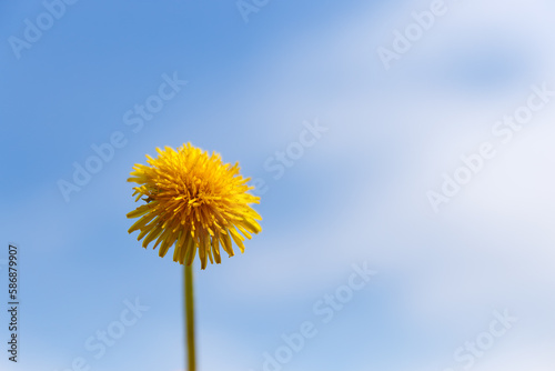 yellow dandelion against the blue sky  beautiful background