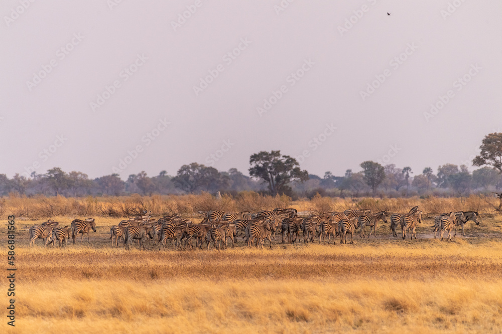 Telephoto shot of a large herd of Burchell's Plains zebras, Equus quagga burchelli, running on the dry lands of the Okavango Delta, Botswana. Telephoto shot of a large herd of Burchell's Plains zebras, Equus quagga burchelli, running on the dry lands of the Okavango Delta, Botswana.