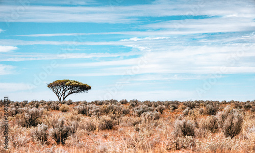 Scene of Australian Outback with a lone tree and tropical grassland under the clear sky with nice cloudscape