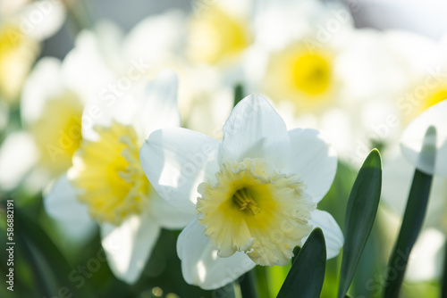 Spring flowers. Close up of daffodil flowers blooming in a garden © Angelov