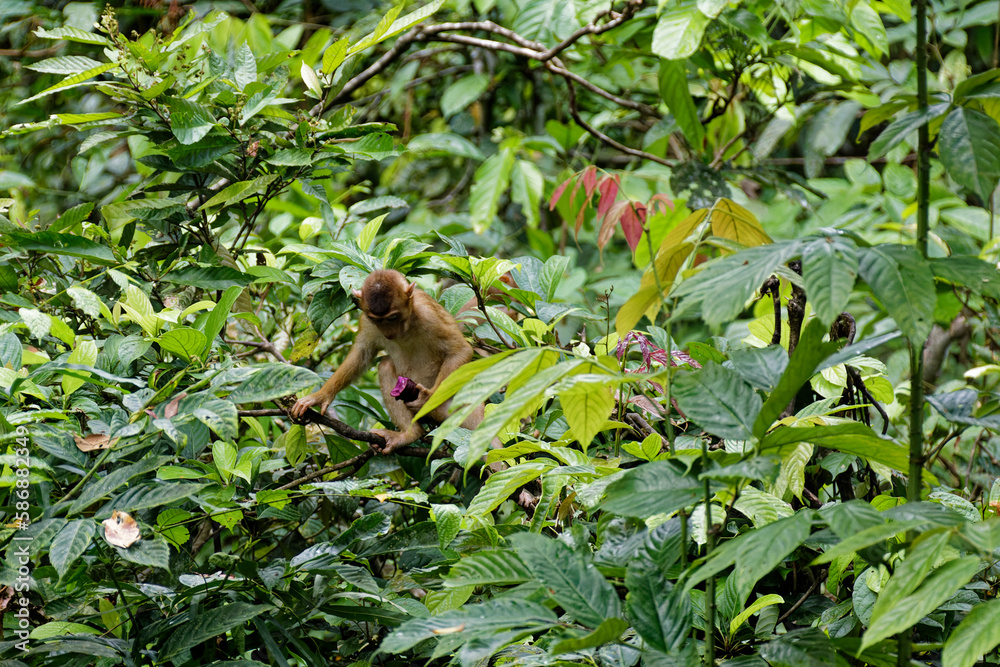 Die Wildnis von Borneo