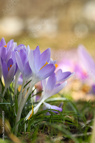 Beautiful crocus flowers growing outdoors  closeup view