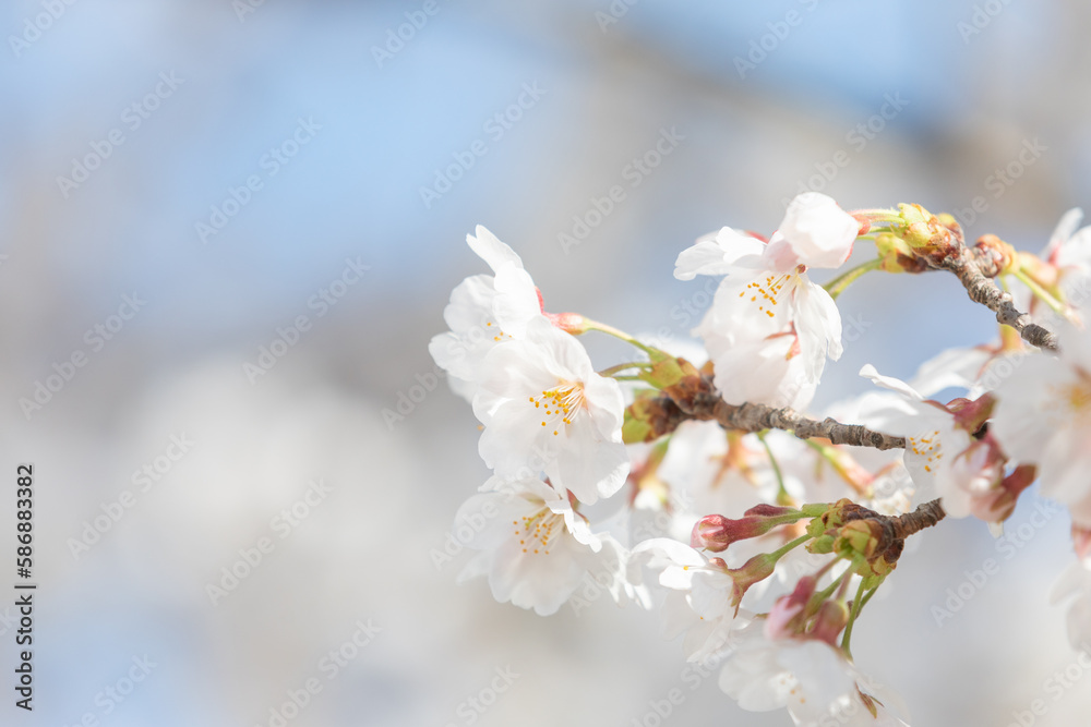 White cherry blossoms in full bloom. Warm spring sunshine