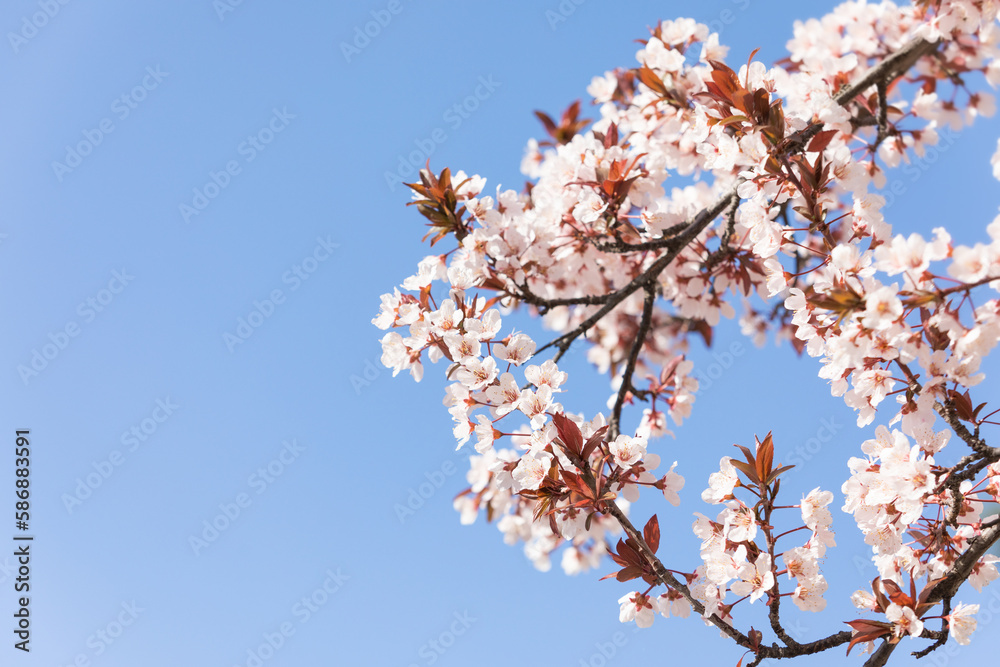 Cherry Plum flowers bloom in spring. blue sky, warm sunshine - myrobalan plum, Prunus cerasifera Cherry Plum flowers bloom in spring. blue sky, warm sunshine - myrobalan plum, Prunus cerasifera
