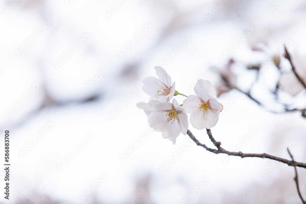 White cherry blossoms in full bloom. Warm spring sunshine White cherry blossoms in full bloom. Warm spring sunshine