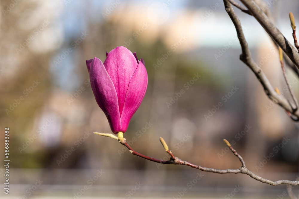 Purple magnolia flowers blooming on a branch. Purple magnolia flowers blooming on a branch.