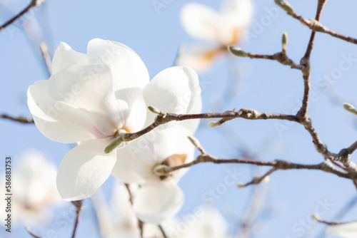 White magnolia flowers in full bloom on a tree branch. warm spring sunshine