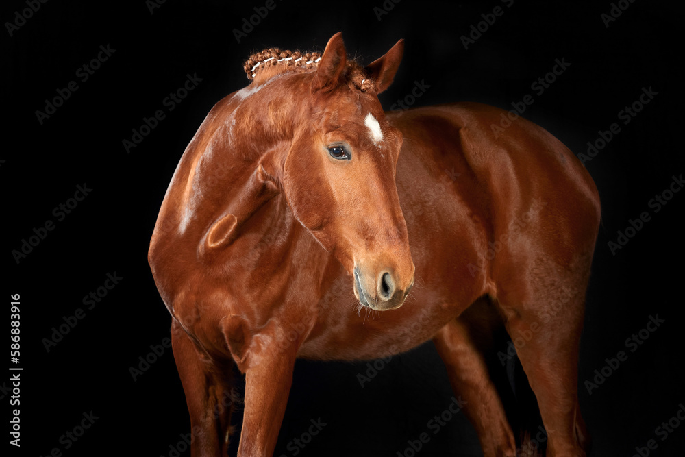 Obraz premium Pferd im Studio