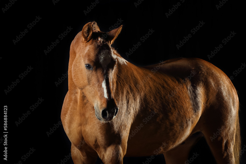 Pferd im Studio Pferd im Studio