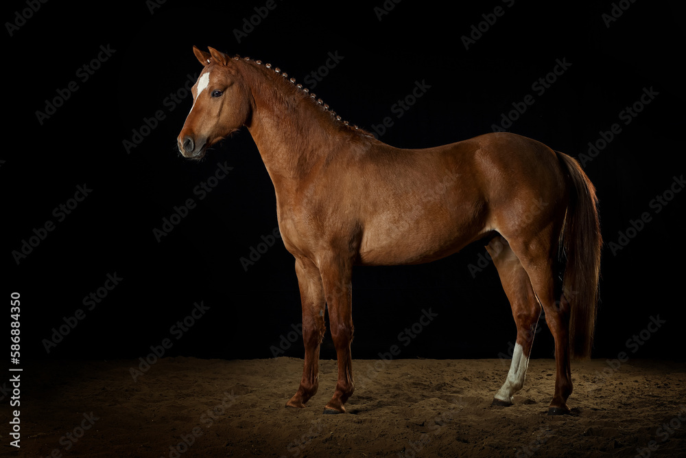 Fototapeta premium Pferd im Studio