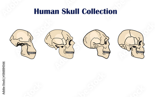 Evolution Of the human skull on a white background. vector illustration.