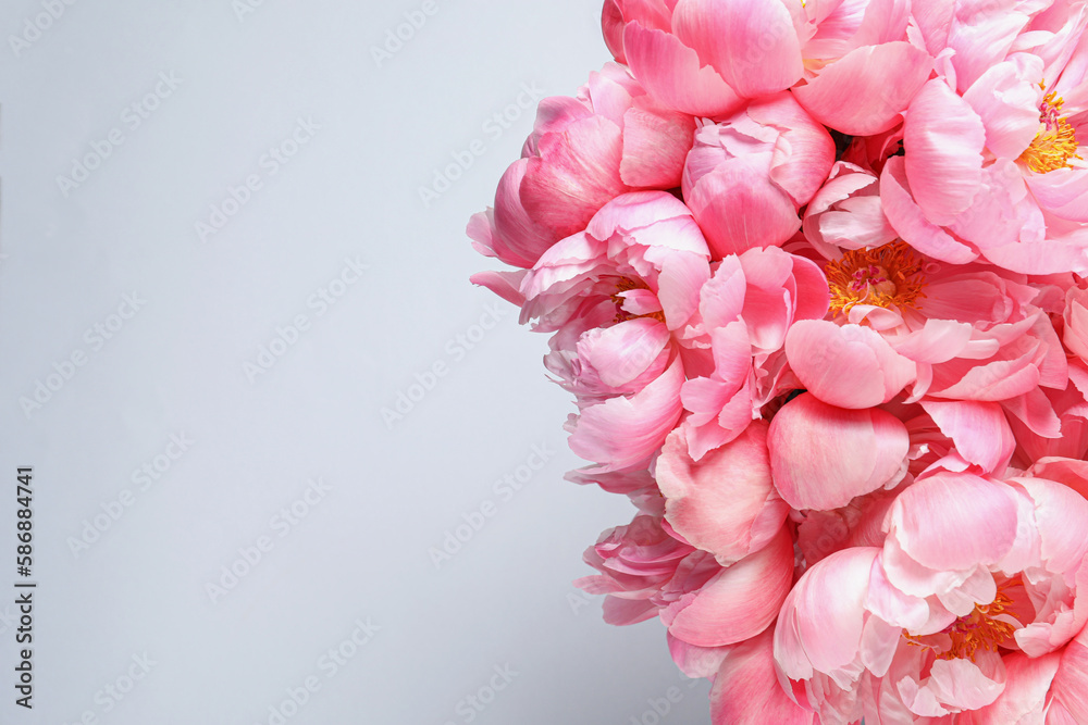 Beautiful pink peonies against white background, top view. Space for text Beautiful pink peonies against white background, top view. Space for text