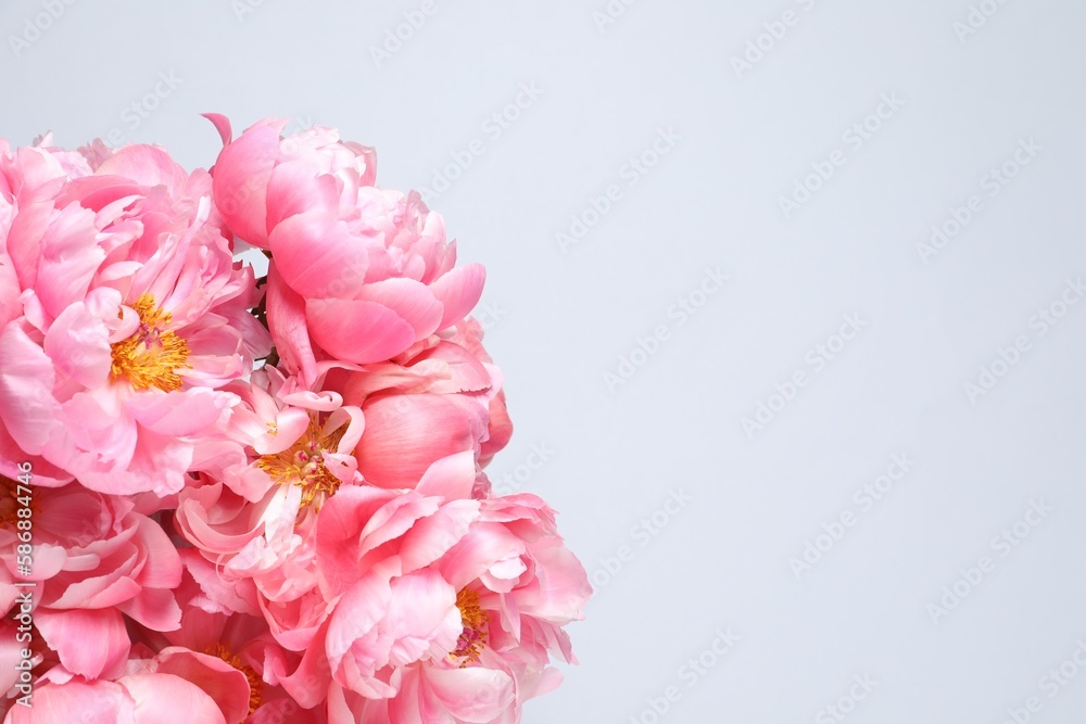 Beautiful pink peonies against white background, top view. Space for text Beautiful pink peonies against white background, top view. Space for text
