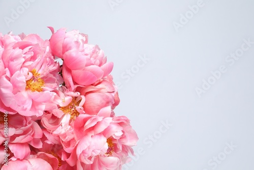 Fototapeta Naklejka Na Ścianę i Meble -  Beautiful pink peonies against white background, top view. Space for text