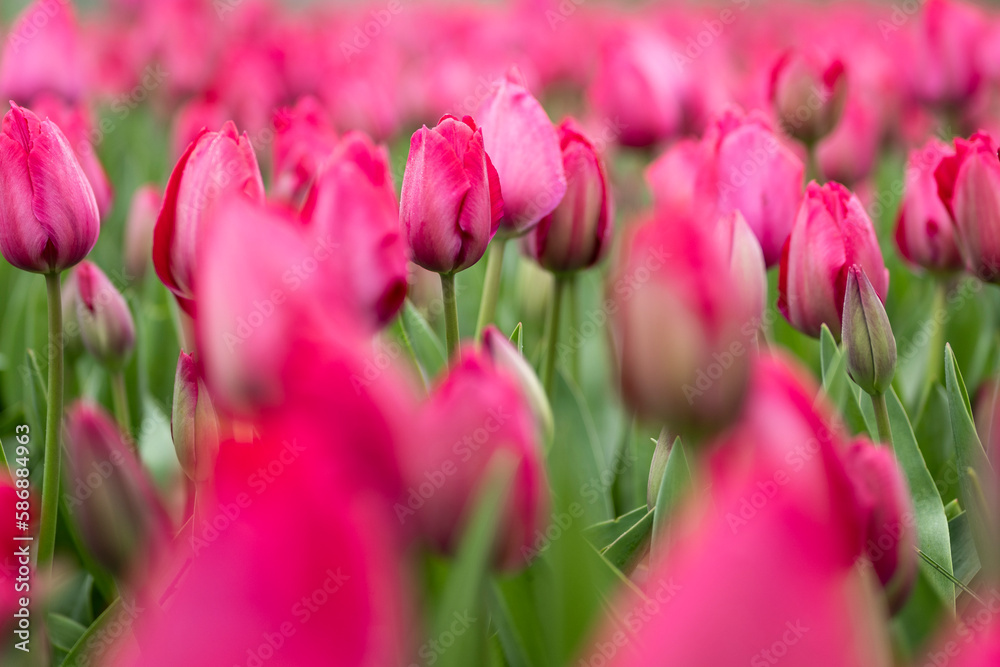 Field full of pink tulips