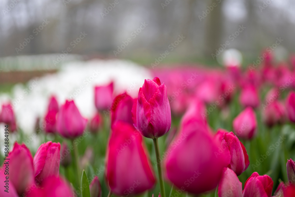 Fototapeta premium Field of pink tulips