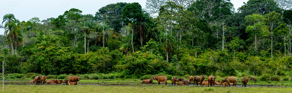 African forest buffalo (Syncerus caffer nanus) in Lango Bai. Odzala ...