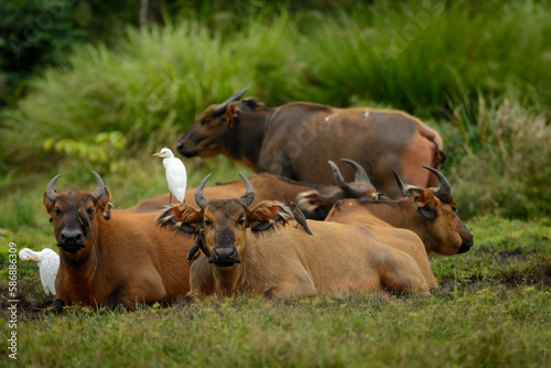 African forest buffalo (Syncerus caffer nanus), yellow-billed oxpecker (Buphagus africanus) and cattle egret (Bubulcus ibis). Lango Bai. Odzala-Kokoua National Park. Cuvette-Ouest. Republic of Congo.