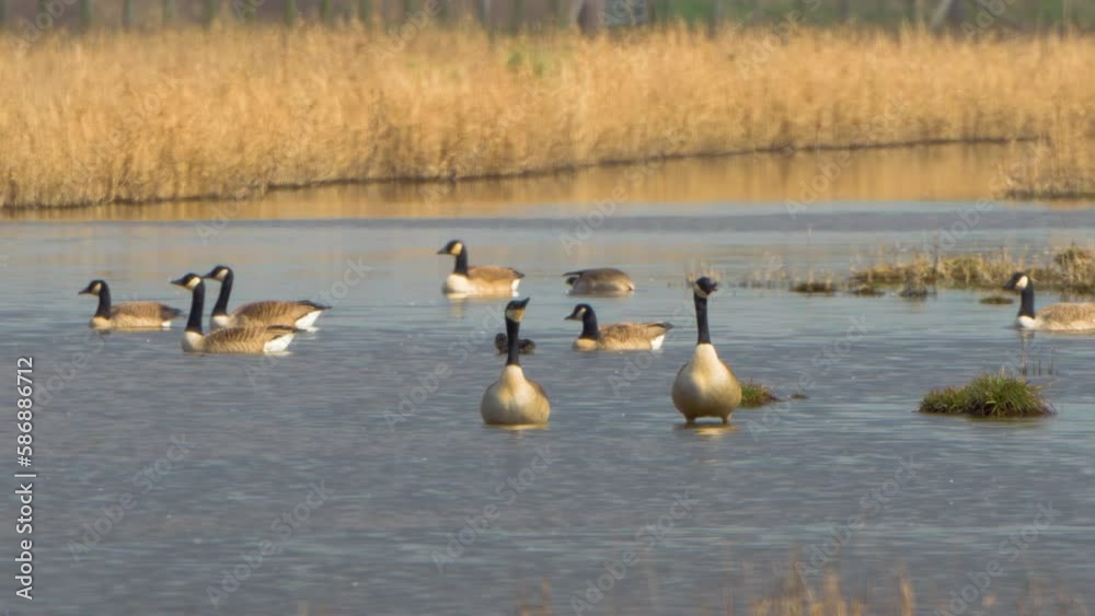 Group of Canadian geese on a lake Group of Canadian geese on a lake