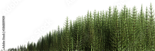 Horsetails, patch of Equisetum, isolated with empty space on transparent background banner 