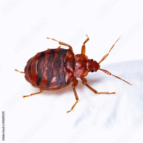 Bedbug. Close up of Cimex hemipterus - bed bug. Macro photography of a bedbug © Aquir