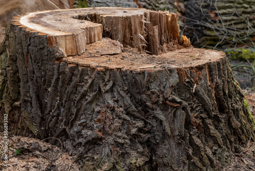 cut stump of a very big old tree