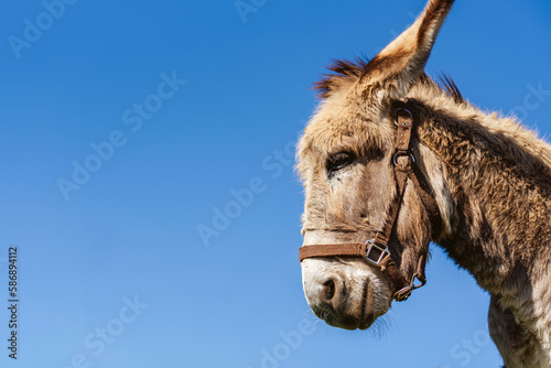vertical portrait of a donkey with the blue sky in the background. farm animal. cattle.