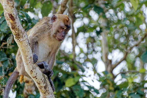 Die Wildnis von Borneo